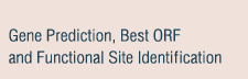 Gene Prediction, Best ORF and Functional Site Identicication